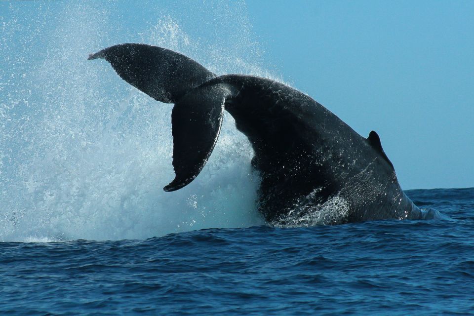 Cabo San Lucas: 2-Hour Whale Watching Adventure - Highlights