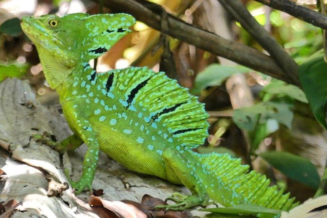 Cahuita National Park Hiking - Tour Inclusions