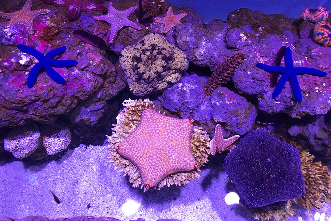 Cairns Aquarium Admission Ticket - Pricing and Booking
