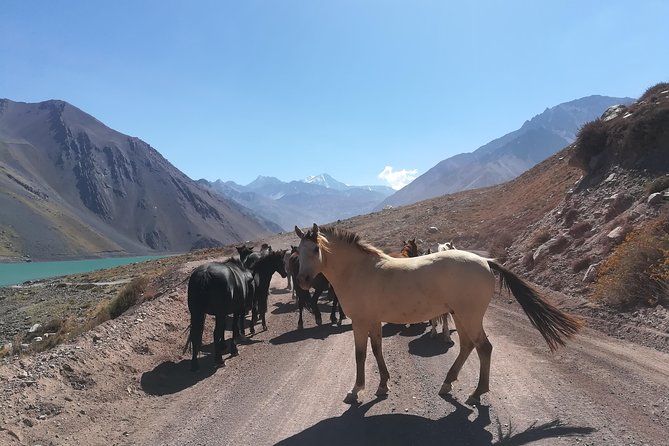 Cajon Del Maipo Including Wine With Picnic and Empanada - Accessibility and Health Considerations