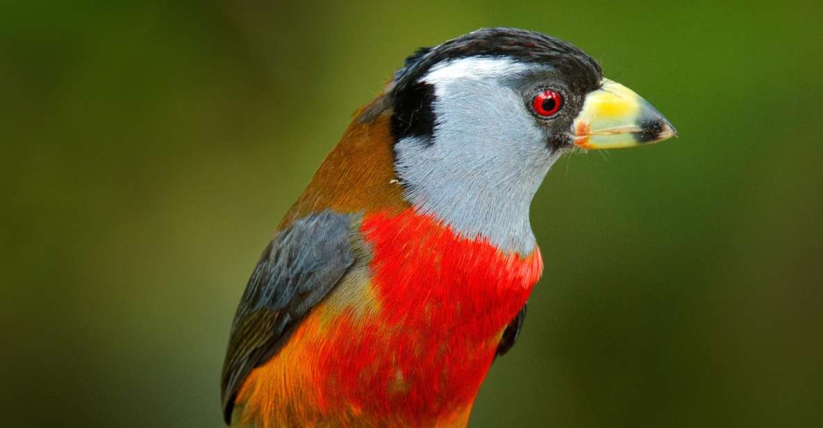 Cali Birdwatching: 4 Days of Feathered Marvels - Unique Experience Highlights
