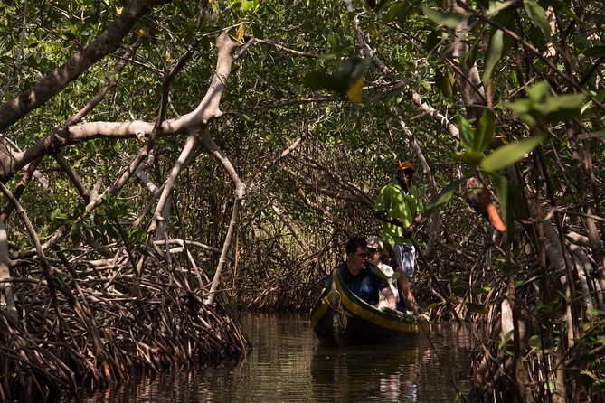 Canoe Trip in the Mangrove Forest in La Boquilla - Health and Safety Information