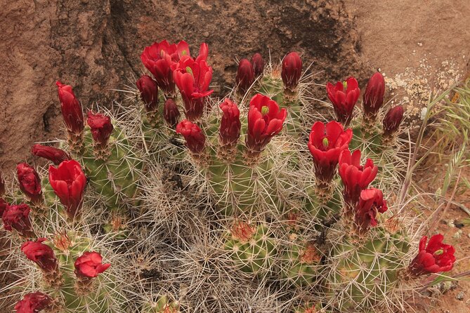 Canyonlands National Park Needles District by 4x4 - Scenic Highlights and Attractions