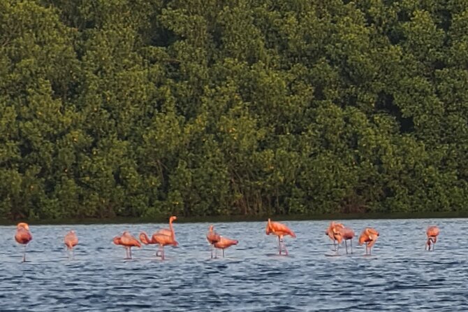 Caroni Bird Sanctuary Tour - Best Times to Visit