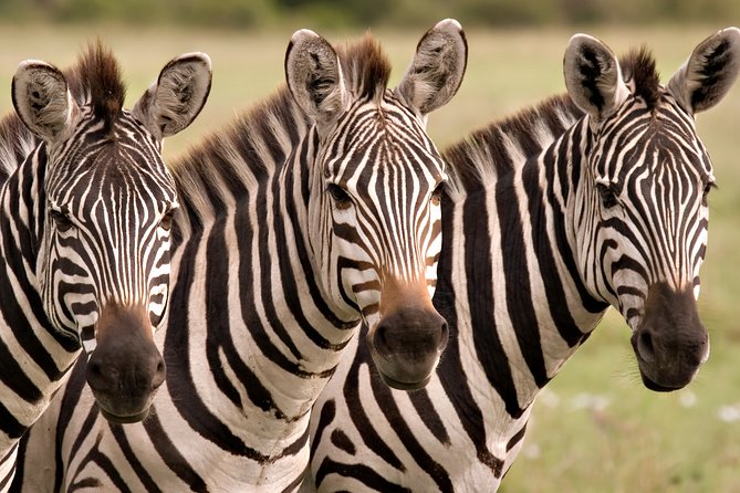 Central Florida Everglades Airboat Tour From Orlando - Wildlife Encounters on the Tour