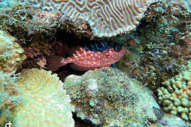 Certified Scuba Diving in Curacao - Dive Inclusions