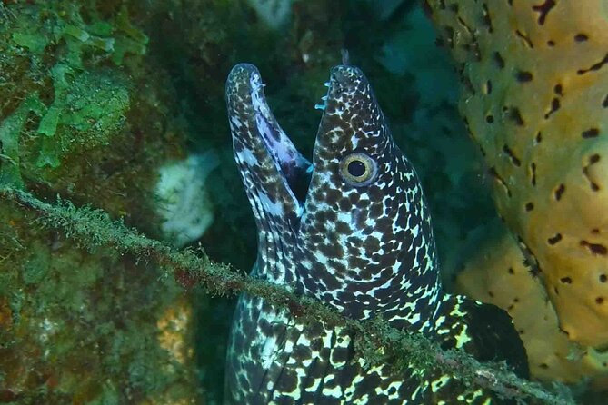 Champagne Reef, Bubble Beach and Scotts Head Snorkeling Tour by Boat in Dominica - What to Bring for the Tour