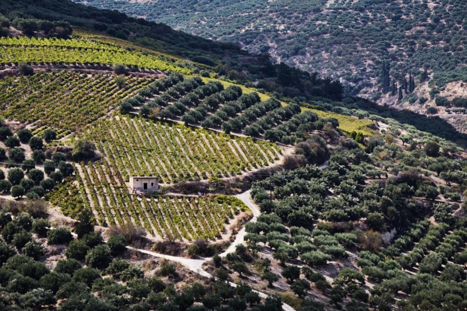 Chania Luxury Jeep Safaris: Wine & Olive Oil Tasting Secrets - Discovering Olive Oil Estates