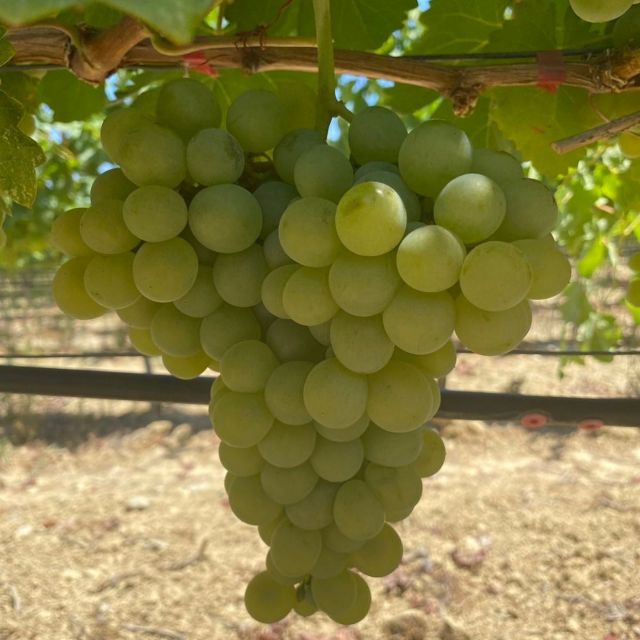Chania:Olive and Wine 3-hour Trip - Highlights and Learning Opportunities
