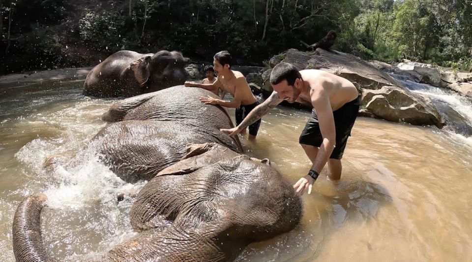 Chiang Mai : Ethical Elephant Sanctuary and ATV Adventure - Elephant History and Behavior