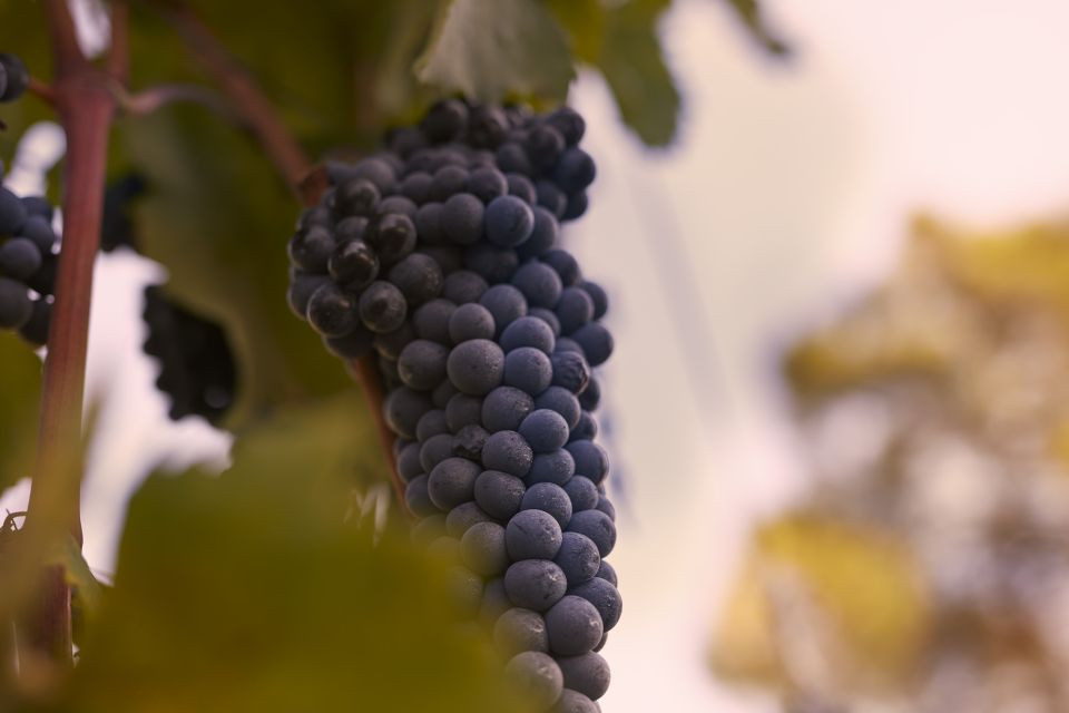 Chianti Colli Fiorentini Winery Tour 18KM From Florence - Organic Farming Practices