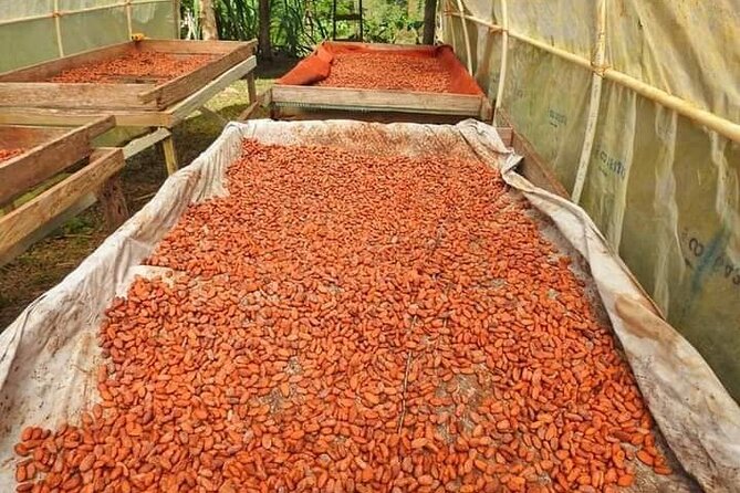 Chocolate and Coffee Tour Farm Don Jorge - Tips for Your Visit