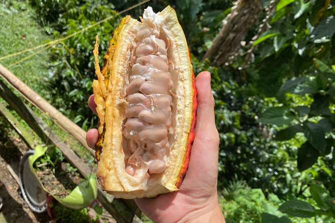 Chocolate Tour Near Medellin - Meeting and Pickup