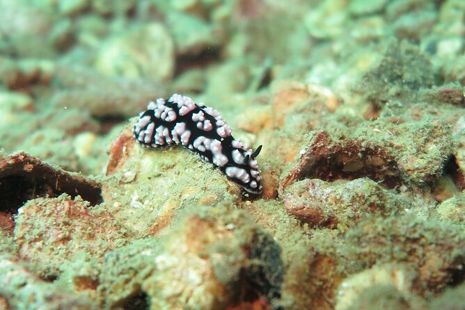 Chumphon Pinnacle-Koh Tao 2 Dive Trip for Certified Divers - What to Expect on the Dive