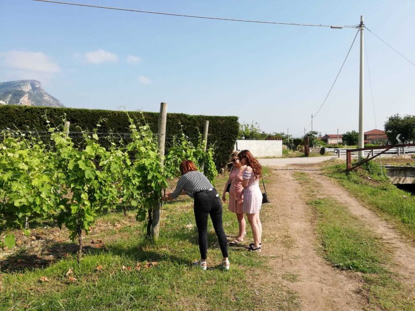 Cilentos Wine Tour: Discover the Secrets - Itinerary and Transportation