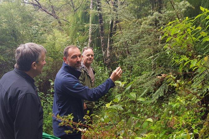 Coast and Rainforest Eco-Tour From Auckland With Lunch - Health and Safety Guidelines
