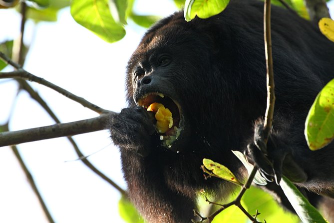 Cockscomb Basin Wildlife Sanctuary and Jaguar Preserve - Tour Highlights and Activities