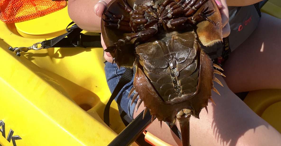 Cocoa Beach: Daytime Guided Kayak Eco-Tour - Activity Highlights