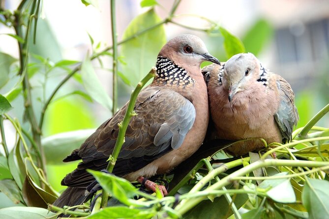 Colorful Species Of Birds - Habitats of Vibrantly Colored Birds
