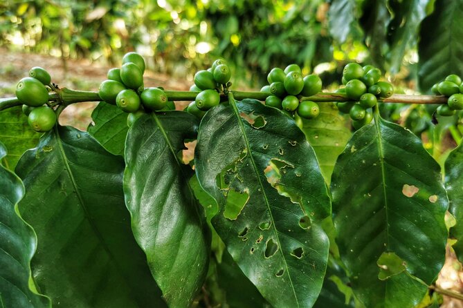 Cooking Class & Medicinal Plants Garden Manuel Antonio - Guest Reviews and Feedback