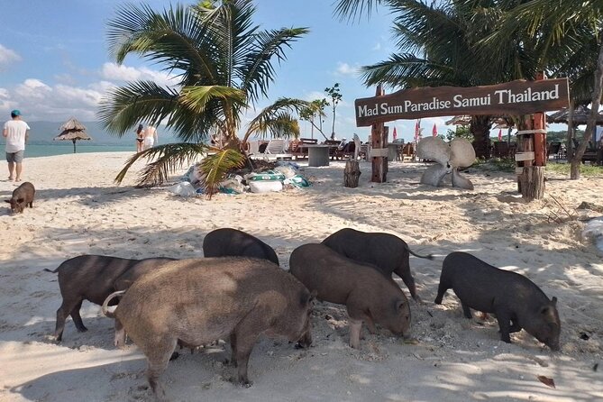 Coral and Pig Island: Koh Samui Island-Hopping Small Group Tour - Meeting and Pickup Details