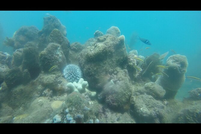 Coral Reef Snorkel Adventure With Photos and Videos - Booking Information