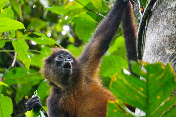 Corcovado and Drake Bay 2-Day Small-Group Safari Guided Tour - Packing Suggestions