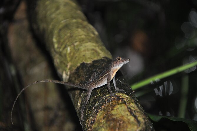 Corcovado Tour-1 Night at Sirena Station-Starting and Finishing in Drake Bay - What to Expect