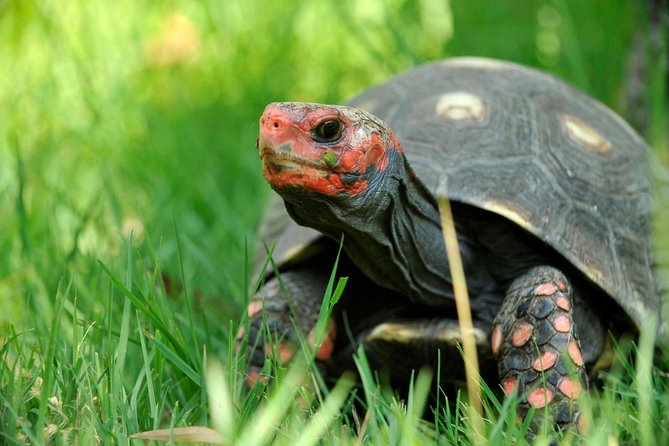 Corsica A Cupulatta Turtle Park Skip the Line Admission Ticket - Park Facilities and Amenities