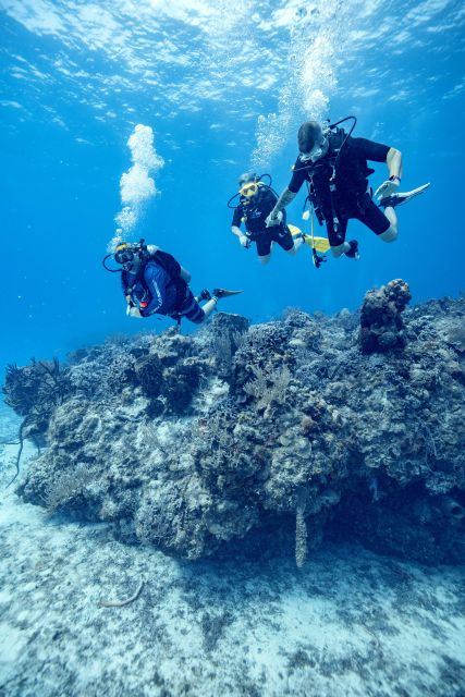 Cozumel: 1 Tank Certified Scuba Diving - Boat Tour Highlights