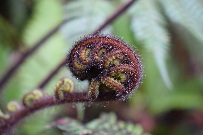 Cruise & Rainforest Walk - Franz Josef Glacier - Wildlife Encounters