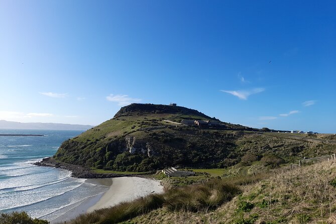 Cruise Ship Shore Excursion: Nature Viewing + Penguin Monitoring - Wildlife Observations