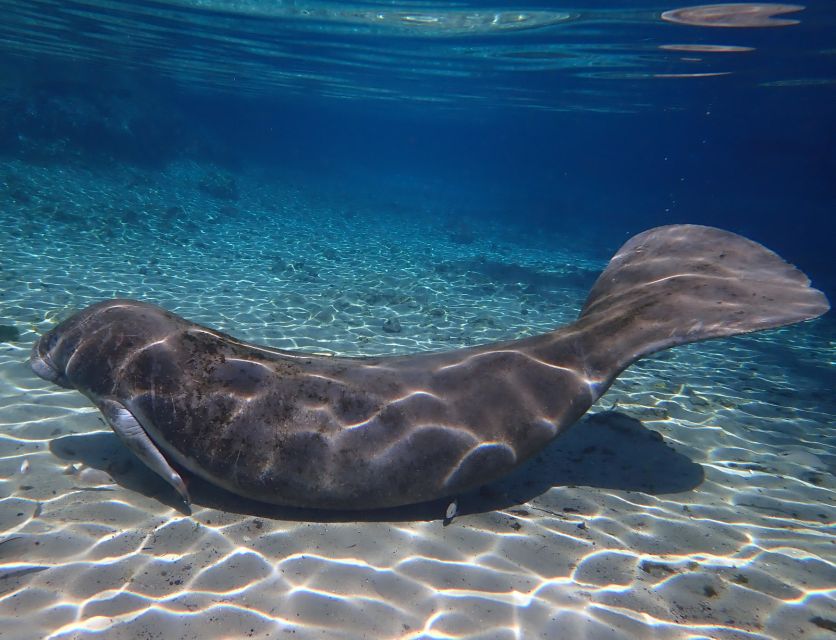 Crystal River: Manatee Swim Group Tour - Frequently Asked Questions