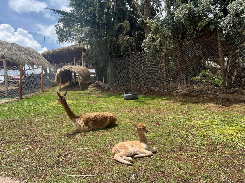 Cusco: Alpaca and Llama Farm Tour W/ Transfer & Weaving Demo - Highlighted Experiences