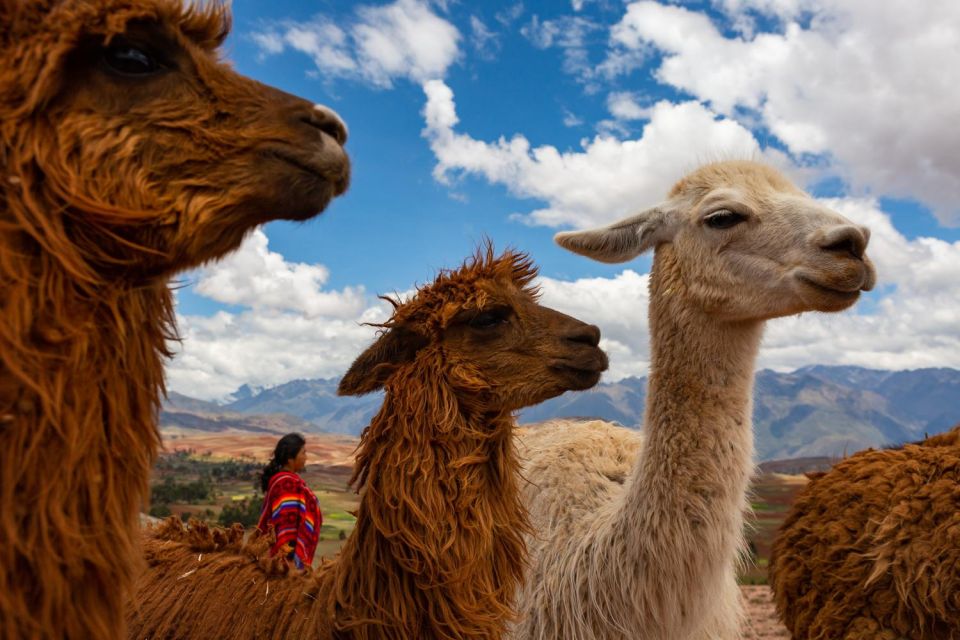 Cusco: Alpaca Therapy + Healing With Clay |Lunch - Private| - Experience Highlights