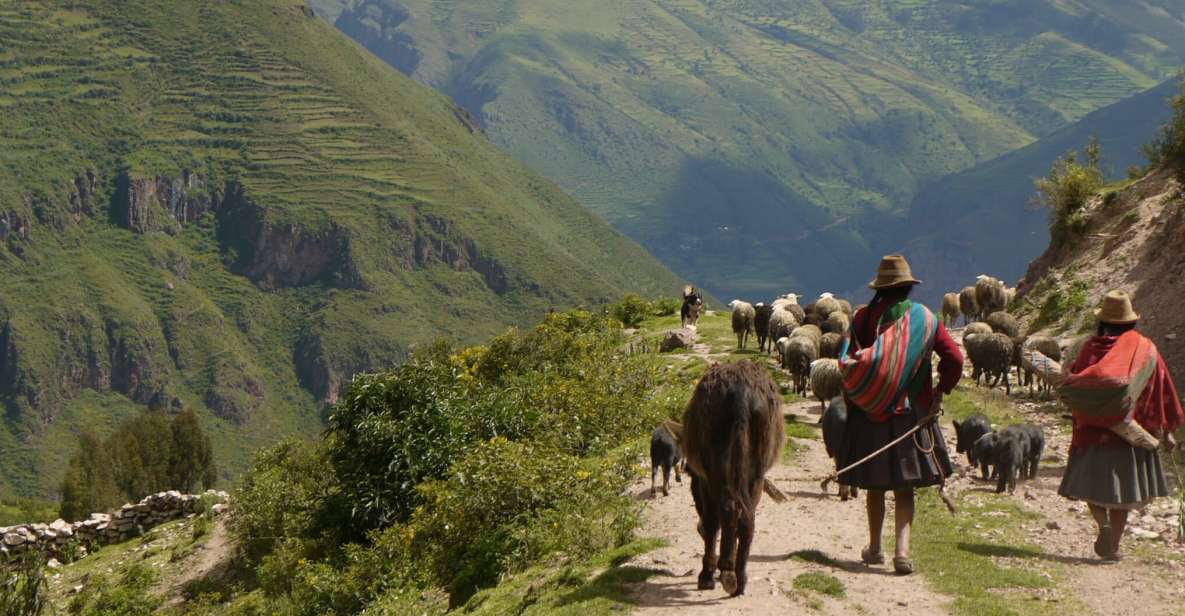 Cusco: Half Day Acclimatization Hike & Hotel Transfers - Highlights of the Experience