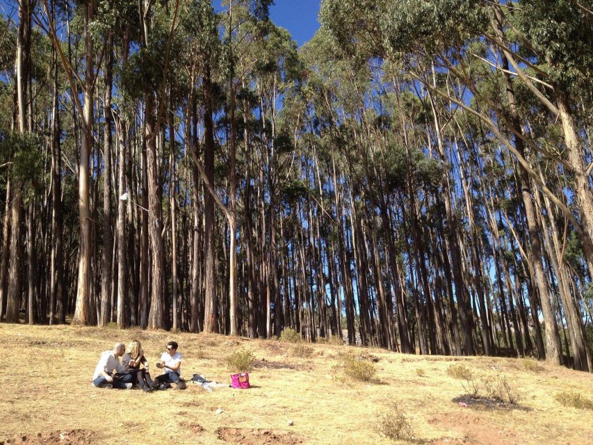 Cusco: Qenqo Eucalyptus Forest + Andean Picnic + Painting - Detailed Itinerary