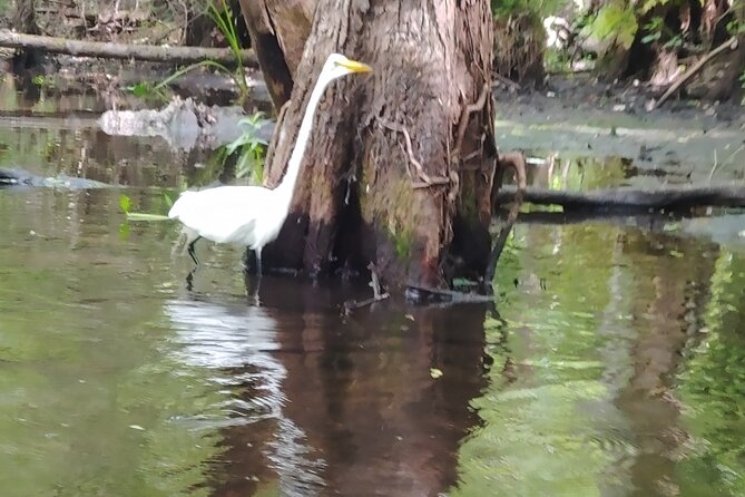 Cypress Forest Guided Kayak Nature Eco-Tour - What to Expect on the Tour