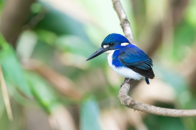 Daintree River Dawn Cruise With the Daintree Boatman - Inclusions for a Great Experience