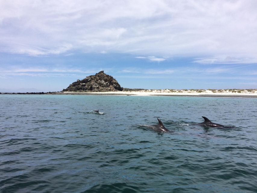 Damas or Chañaral Island: Whales & Humboldt Penguin Reserve - Experience and Attractions