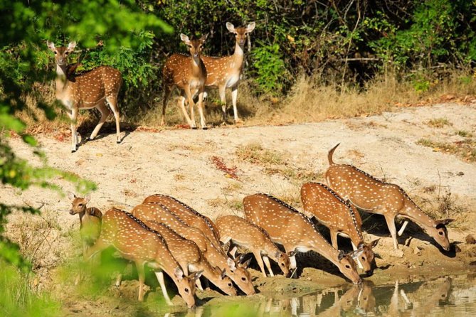 Day Tour to Wilpattu National Park From Colombo - Meeting and Pickup Information