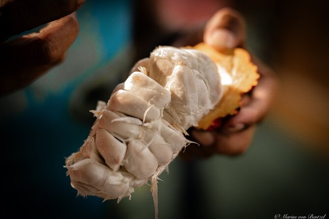 Day Trip: Meet Howler Monkeys at Churute & Make Organic Chocolate - Chocolate-Making Process