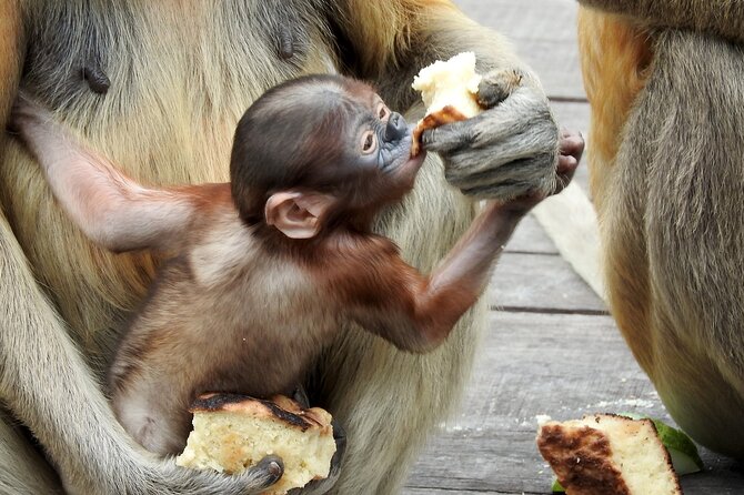 Day Trip Sepilok Orang Utan & Labuk Bay Proboscis Monkey - Booking Information
