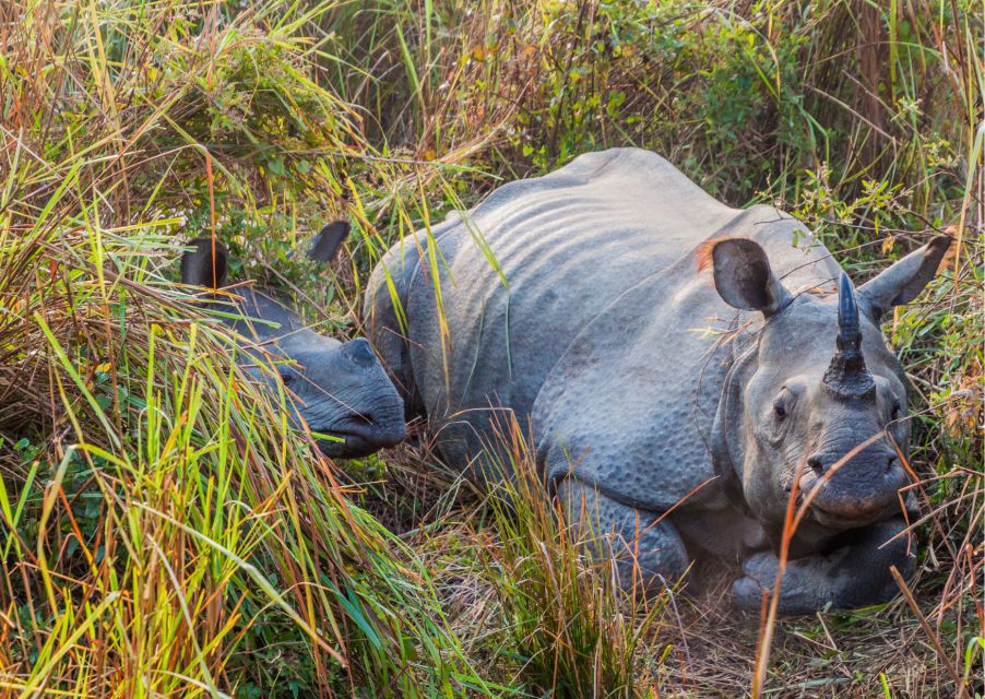 Day Trip to Kaziranga National Park (Tour From Guwahati) - Transportation Details