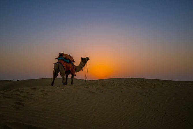 Dazzling Half Day Tour of Camel & Desert Safari With Sunset - Experience the Sunset