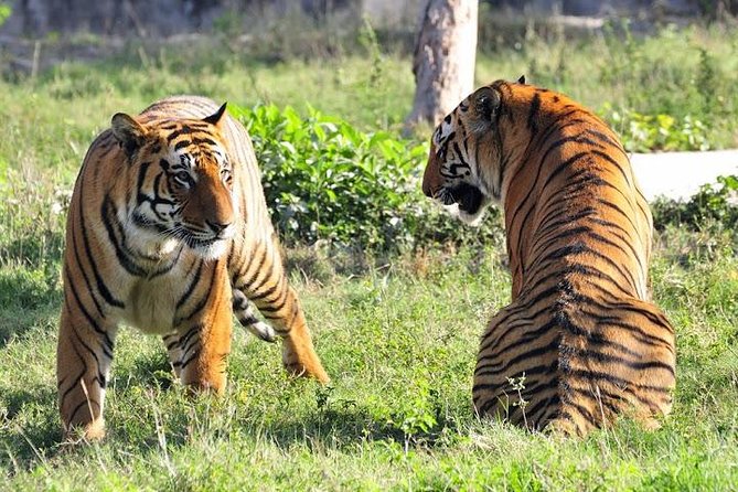 Delhi, Agra, Jaipur & Ranthambhore Tiger Safari 5-Day Tour - Pickup and Meeting Details