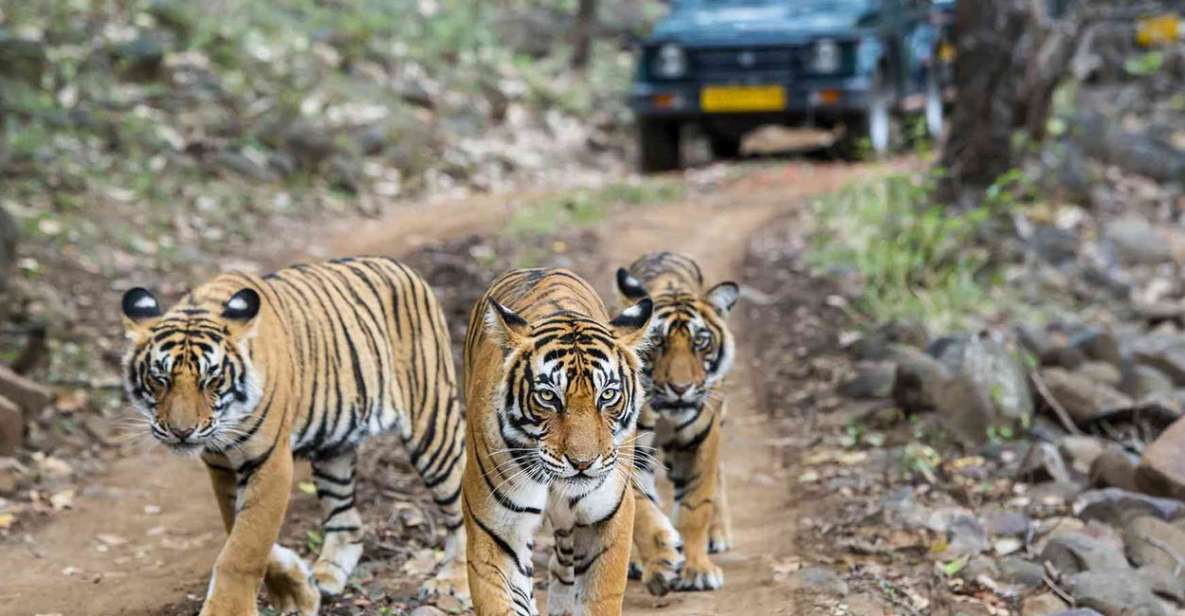 Delhi Agra Ranthambore Jaipur Tour Package - Booking Process and Policies