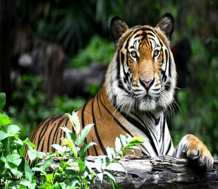 Delhi: Ranthambore National Park 3-Day Trip W/ Tiger Safari - Inclusions and Exclusions