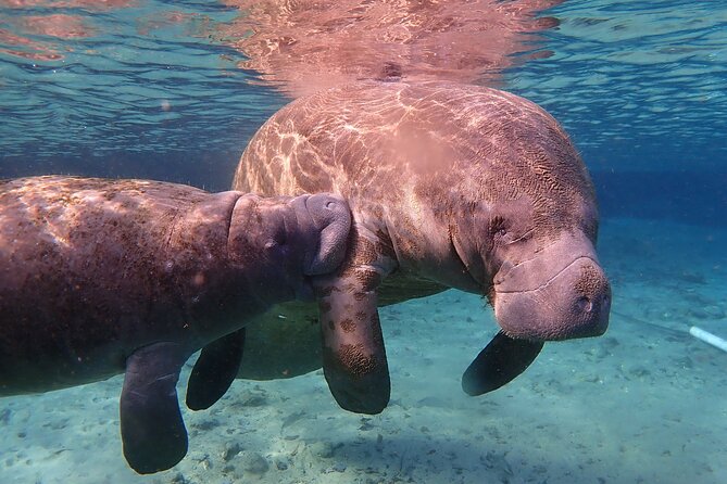 Deluxe Manatee Swim Tour - Accessibility and Preparation Tips
