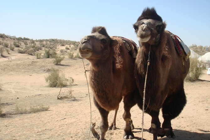 Desert Yurt Camp Tour - 2 Days (Shared) - Unique Experiences Offered